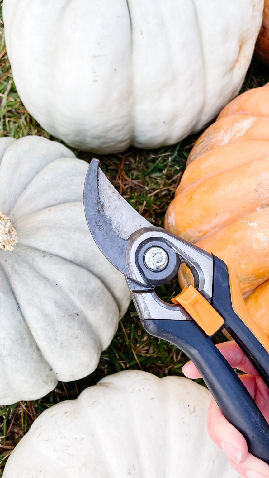 How To Clean and Preserve Pumpkins To Make Them Last Longer - wildfire ...